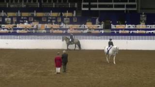 Ximango - Imported APSL Lusitano Stallion