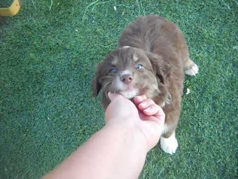 Lacey at 7 weeks of age, darling girl ready soon