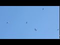 Vultures At Safari Park
