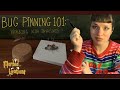BUG PINNING 101 How To Pin A Lanternfly