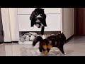 CATS: Crazy and Unpredictable DEFAULT Thumbnail