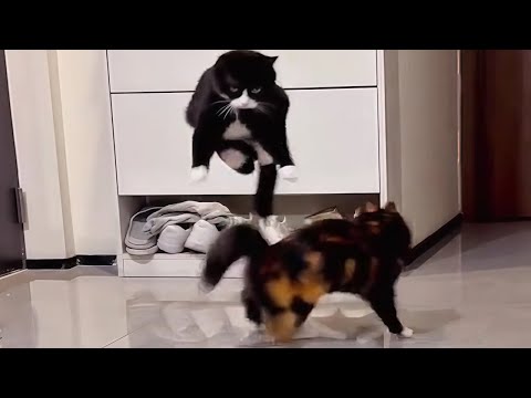 CATS: Crazy and Unpredictable
