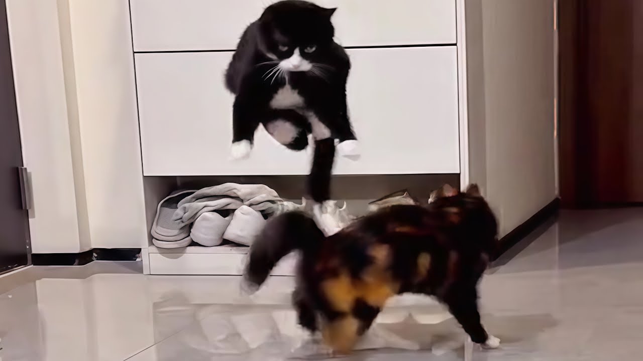 CATS: Crazy and Unpredictable
