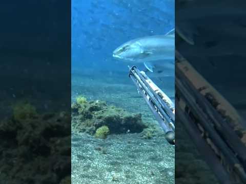 gran error que cometí, y como terminó todo #spearfishing #chassesousmarine #pescasubmarina #fishing