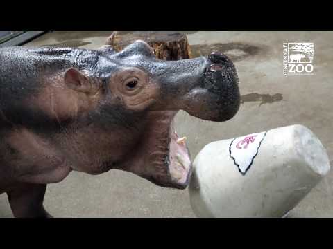 Hippo Fiona Pukes on Chiefs and Other Animals Make Their Sunday Picks - Cincinnati Zoo