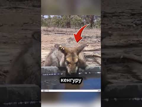 🦘 Вороны помогли кенгуру! #кенгуру #ворона #симбиоз