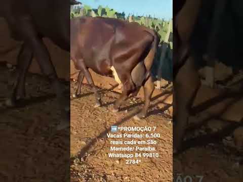 ➡️*PROMOÇÃO 7 Vacas Paridas: 6.500 reais cada em São Mamede/ Paraíba. Whatsapp 84 99810 2784*