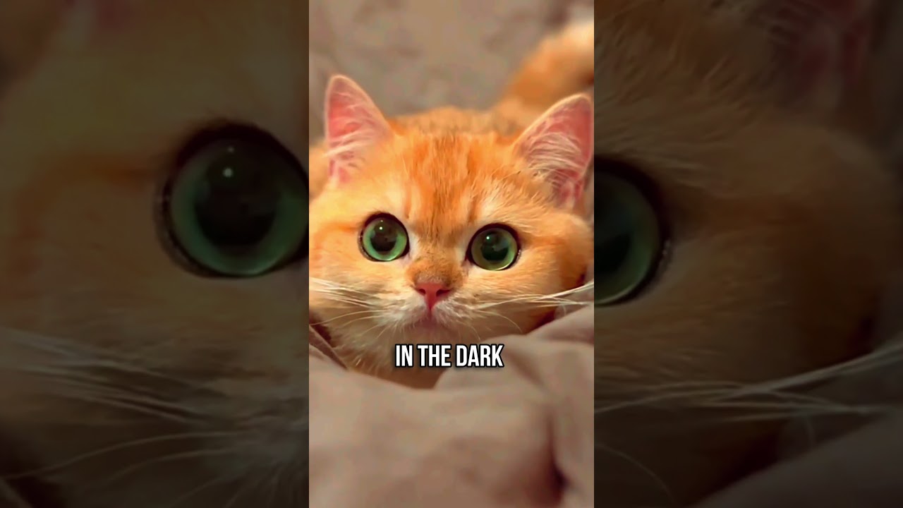😲The Secret Power of Cat Whiskers! 🐱