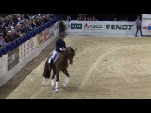 ACHERON v. Ampère x Fidermark - Hengstschau K+K-Cup 22.01.2014