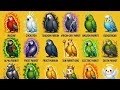 Unbelievable Types Of Parrots You Won T Believe Exist Rare Powerful Parrots In The World