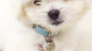 Muvik:Kiyomi Song 2 - Hari