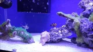 How to setup a 20 gallon long reef tank, Feeding the tank