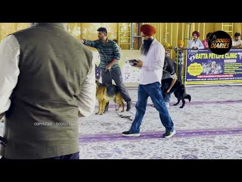 Barnala Dog Show | Zigana got BOB | German Shepherd - Long Coat | Judge: Baljit Singh Bhullar