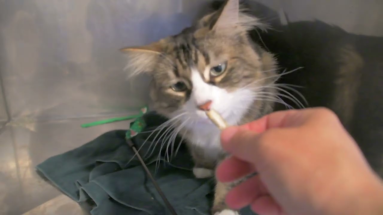 Celine, a Adoptable Domestic Medium Hair in Natick, MA video 2/4