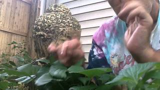 Sam Phillips  Drumming With His Hands In The Garden With Budda