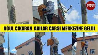 Seydişehir de Yolunu şaşıran arılar soluğu Çarşı Merkezinde aldılar