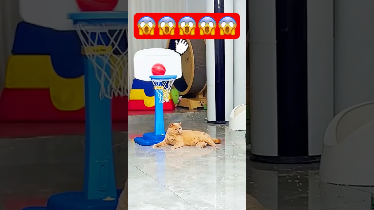 Cat Plays Basketball! 😼😱 #shorts #shortsfeed #cat #basketball #cute #kitten #funnycats #catplaying