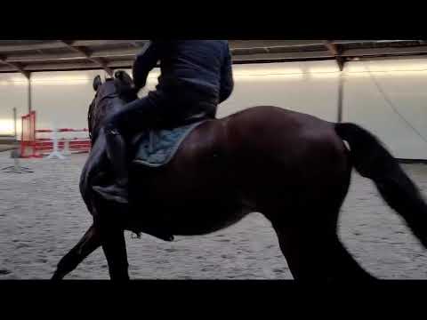 NO FEAR DE LA NOYELLE  1