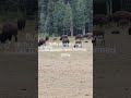 Buffalo at Grand Canyon North Rim