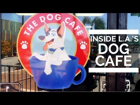 download lagu mp3 mp4 The Dog Cafe, download lagu The Dog Cafe gratis, unduh video klip The Dog Cafe
