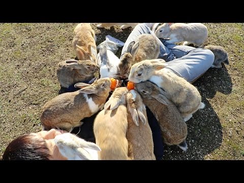download lagu mp3 mp4 Bunny Love Carrots, download lagu Bunny Love Carrots gratis, unduh video klip Bunny Love Carrots