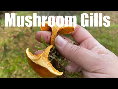 A Quick lesson on Mushroom Gills!