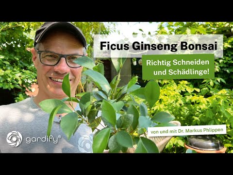 Indoor Bonsai - How to prune Ficus Ginseng correctly and control pests - Update!