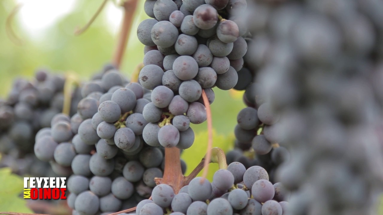 Wachstumsschub bei griechischen Weinexporten nach Kanada