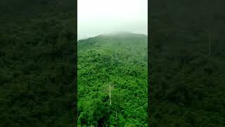 Download lagu suara pagi rimba borneo #forest #borneo #travel #kalimantan mp3 Download lagu suara pagi rimba borneo #forest #borneo #travel #kalimantan mp3