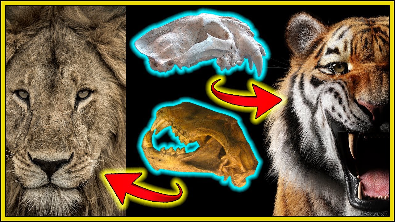 A EVOLUÇÃO de LEÕES, TIGRES, ONÇAS e LEOPARDOS (gênero Panthera)