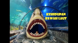 Download lagu KEHIDUPAN BAWAH LAUT || BERMAIN DAN BELAJAR DI SEA WORLD ANCOL || @AraMaishaZahida mp3 Download lagu KEHIDUPAN BAWAH LAUT || BERMAIN DAN BELAJAR DI SEA WORLD ANCOL || @AraMaishaZahida mp3