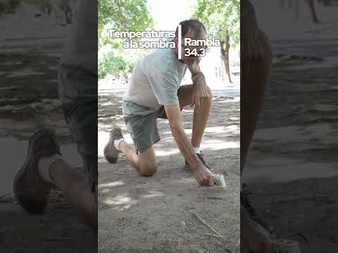 🌳 ¿𝗦𝗮𝗯𝛊́𝗮𝘀 𝗾𝘂𝗲 𝗹𝗼𝘀 𝗮́𝗿𝗯𝗼𝗹𝗲𝘀 𝗽𝘂𝗲𝗱𝗲𝗻 𝗯𝗮𝗷𝗮𝗿 𝗵𝗮𝘀𝘁𝗮 𝟮𝟬° 𝗹𝗮 𝘁