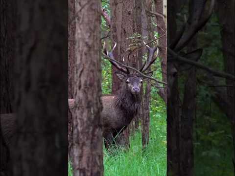 “Sika Deer Down in a Flash | Quick Hunting Shot”#SikaDeerHunting#QuickShotHunt#DeerHuntingUSA