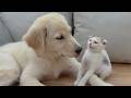 The Rescue Kitten Finally Realized My Golden Retriever Would Never Hurt Her DEFAULT Thumbnail