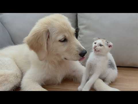 The Rescue Kitten Finally Realized My Golden Retriever Would Never Hurt Her