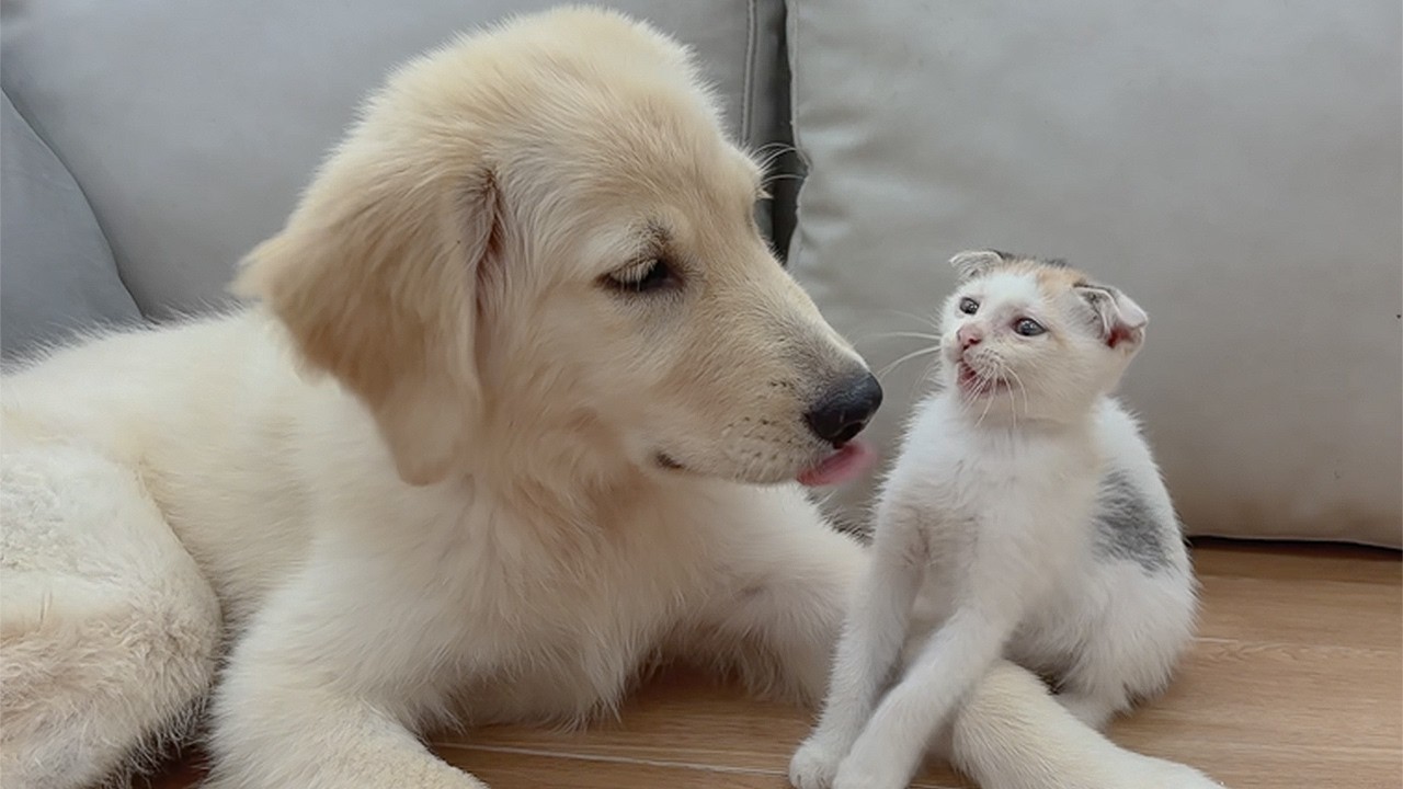 The Rescue Kitten Finally Realized My Golden Retriever Would Never Hurt Her