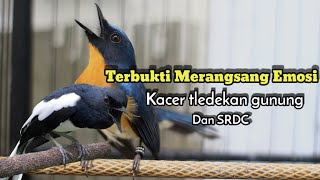Download lagu KACER , SRDC DAN TLEDEKAN GUNUNG PASTI AKAN NYUAT EMOSI mp3