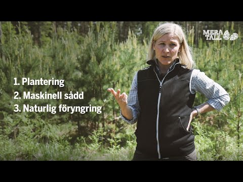Mera tall - Föryngring av tall (4)