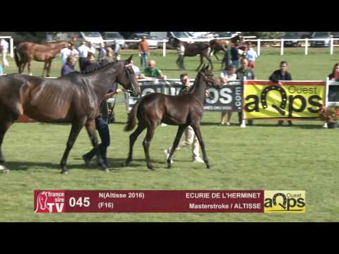 Show AQPS Le Lion 2016 : Lot 45 - N(Altisse 2016)