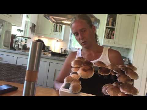 Odla bruna champinjoner själv (2) skördedags