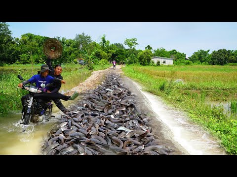 OMG Really Catching by Best Hands on the road flooded - Unique Fishing in Flooded Season