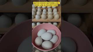 Collecting Today's Eggs  AND Link to Chicks Hatching LIVE! #hatchingeggs  #backyardchickens  #live