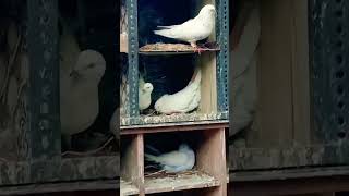 #pigeon lover #kabootar
