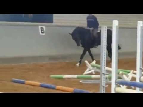 NUCARO *2012 Hengst, Numero Uno x Castillo x Calypso II x Pilot