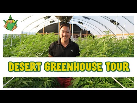 Filipino Cannabis Guy - Cannabis Desert Greenhouse Tour