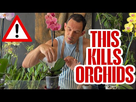 How to Water a Phalaenopsis Orchid Without Killing It