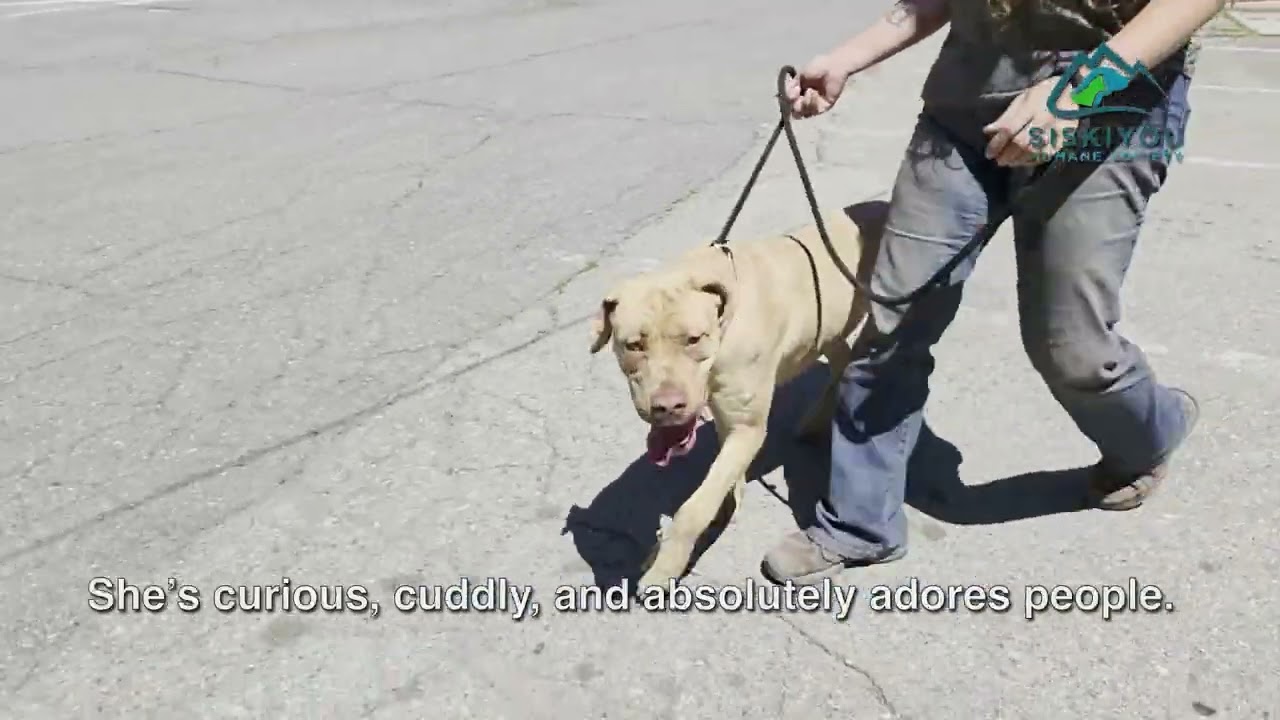 Sunny, a Adoptable Cane Corso in Mount Shasta, CA video 6/6