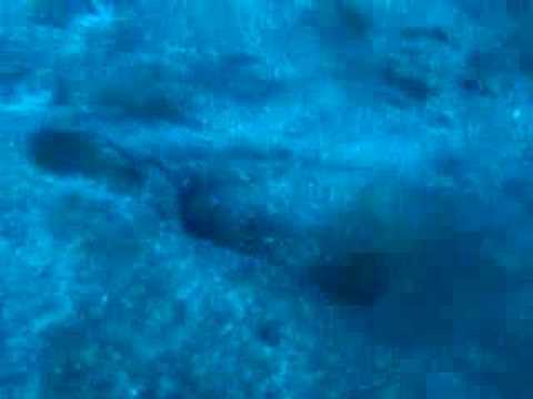 Rochenzeit auf Teneriffa bei den Barakudas, Teneriffa,Spanien