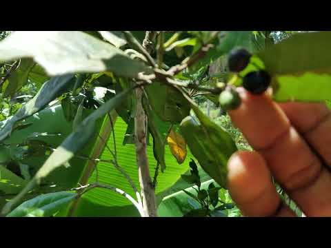 Pimento 🌳 jamaica Allspice .