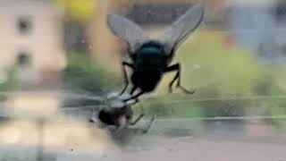 M. Caye Castagnetto – “Slippery Snakes”